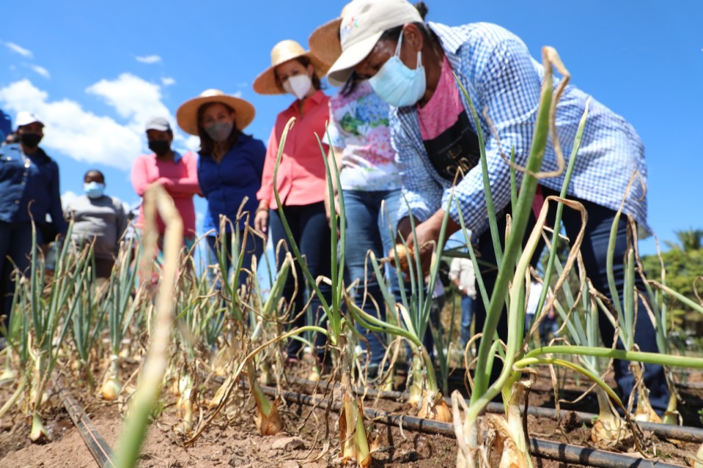 Mujeres Rurales cosechan más de 100 quintales de cebollas&nbsp;orgánicas