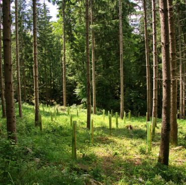 Iniciativas como  pago por carbono ayudarían a incrementar las parcelas de reforestación y así mitigar el cambio climático