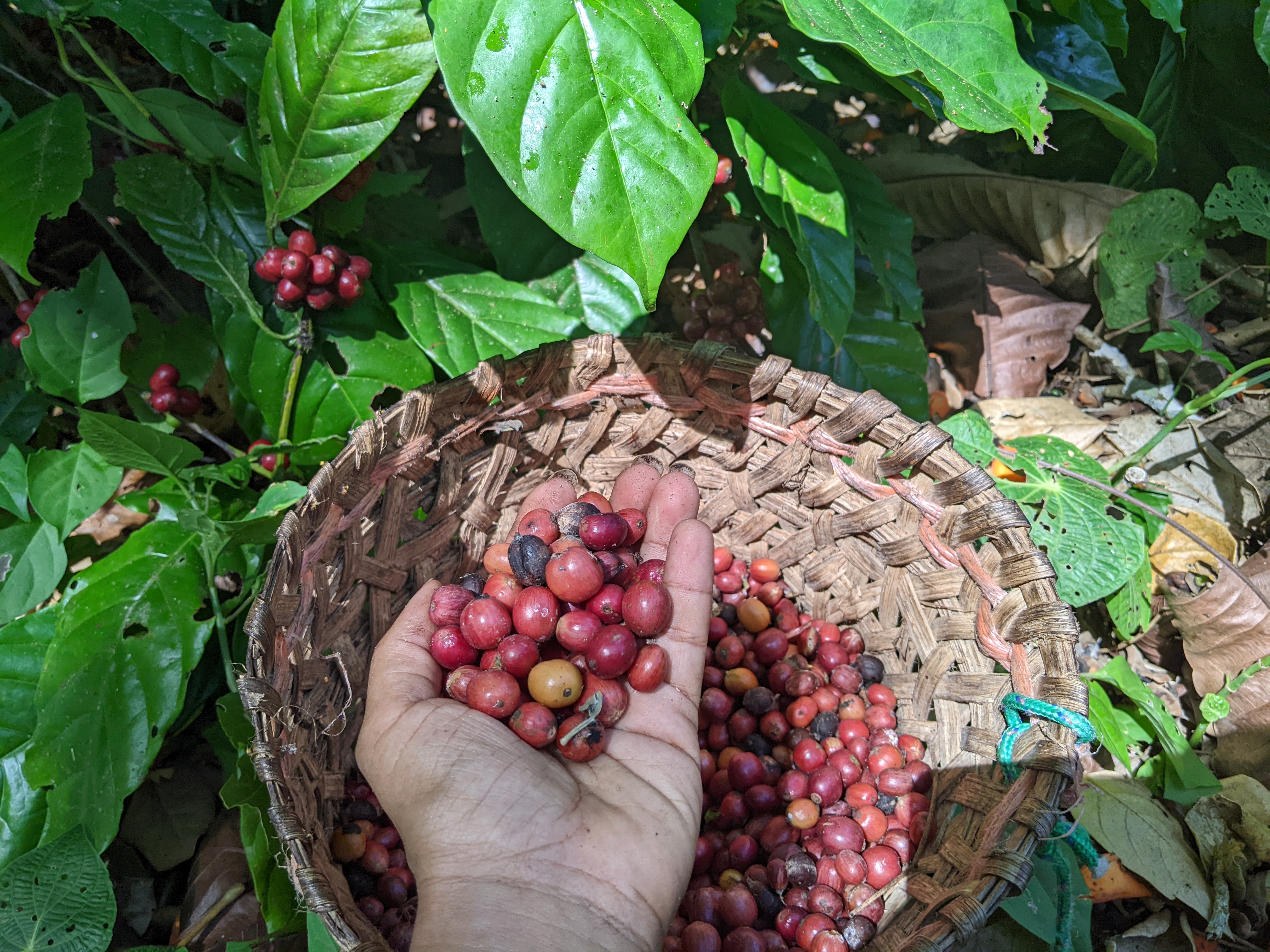 Producción de café robusta gana terreno en Colón